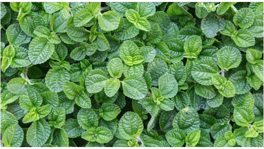 MENTHOL